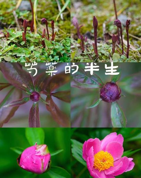 芽成语盘点：春意盎然，生命力的象征