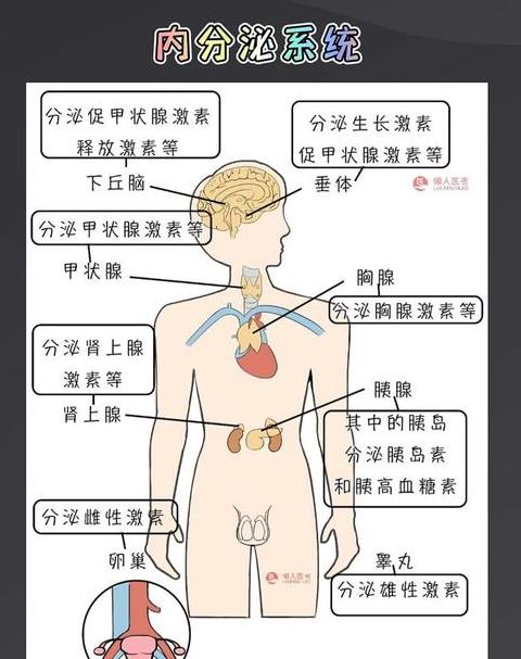 ABO设定解析：永久/临时标记与Omega/Alpha腺体揭秘