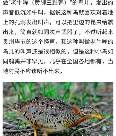 牛叫声怎么读
