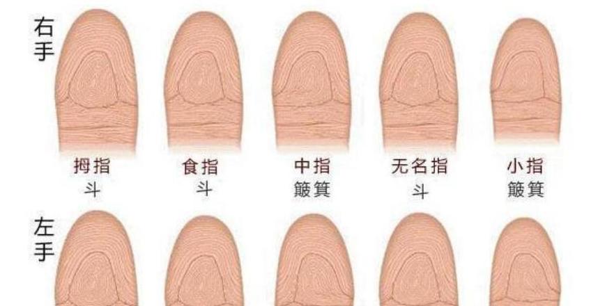 cell多义解析：从计算机到生物，一探其奥秘