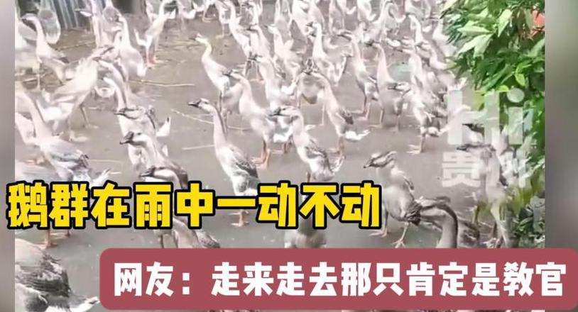 ABAC式词语解析：走动等词汇的奥秘