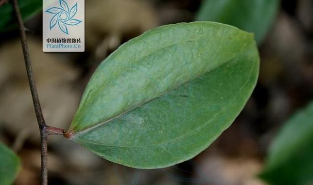 菝葜怎么读