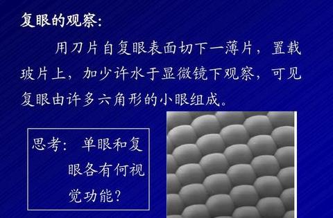 复眼的拼音是什么