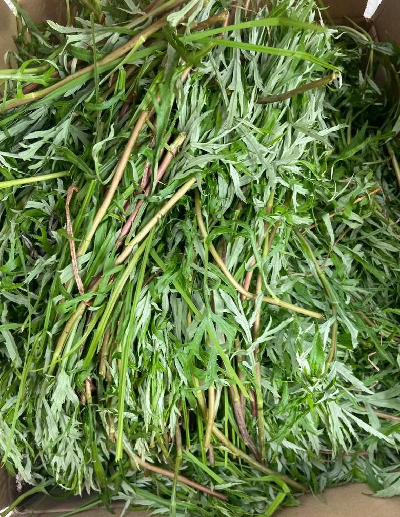 鄱阳湖特色美食：揭秘藜蒿的营养与药用价值