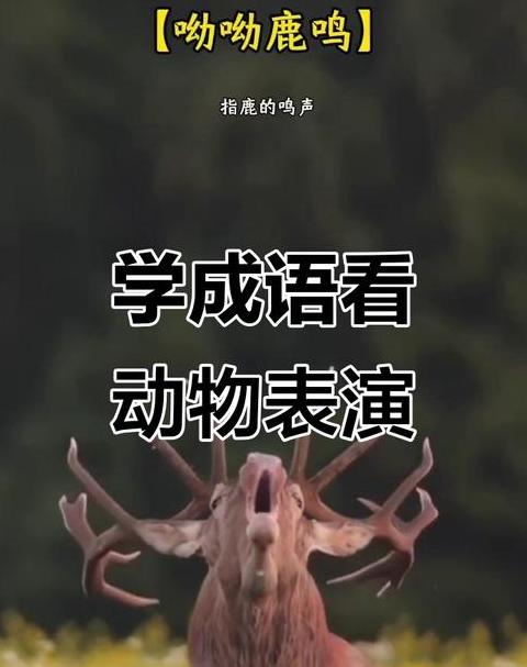 一二年级动物成语
